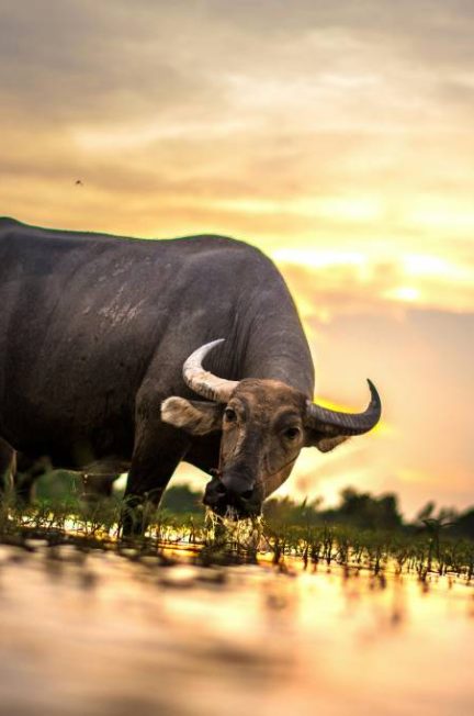 Serengeti : Voyage au Cœur de la Faune Sauvage en Tanzanie