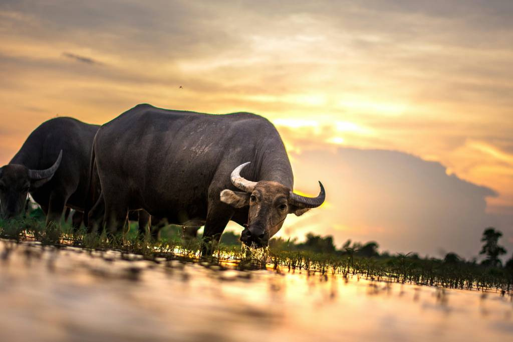 Serengeti : Voyage au Cœur de la Faune Sauvage en Tanzanie